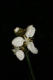 Libertia grandiflora RCP4-07 134.jpg